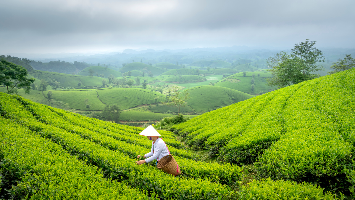 Trà xanh có giúp thanh lọc cơ thể không theo kinh nghiệm dân gian?