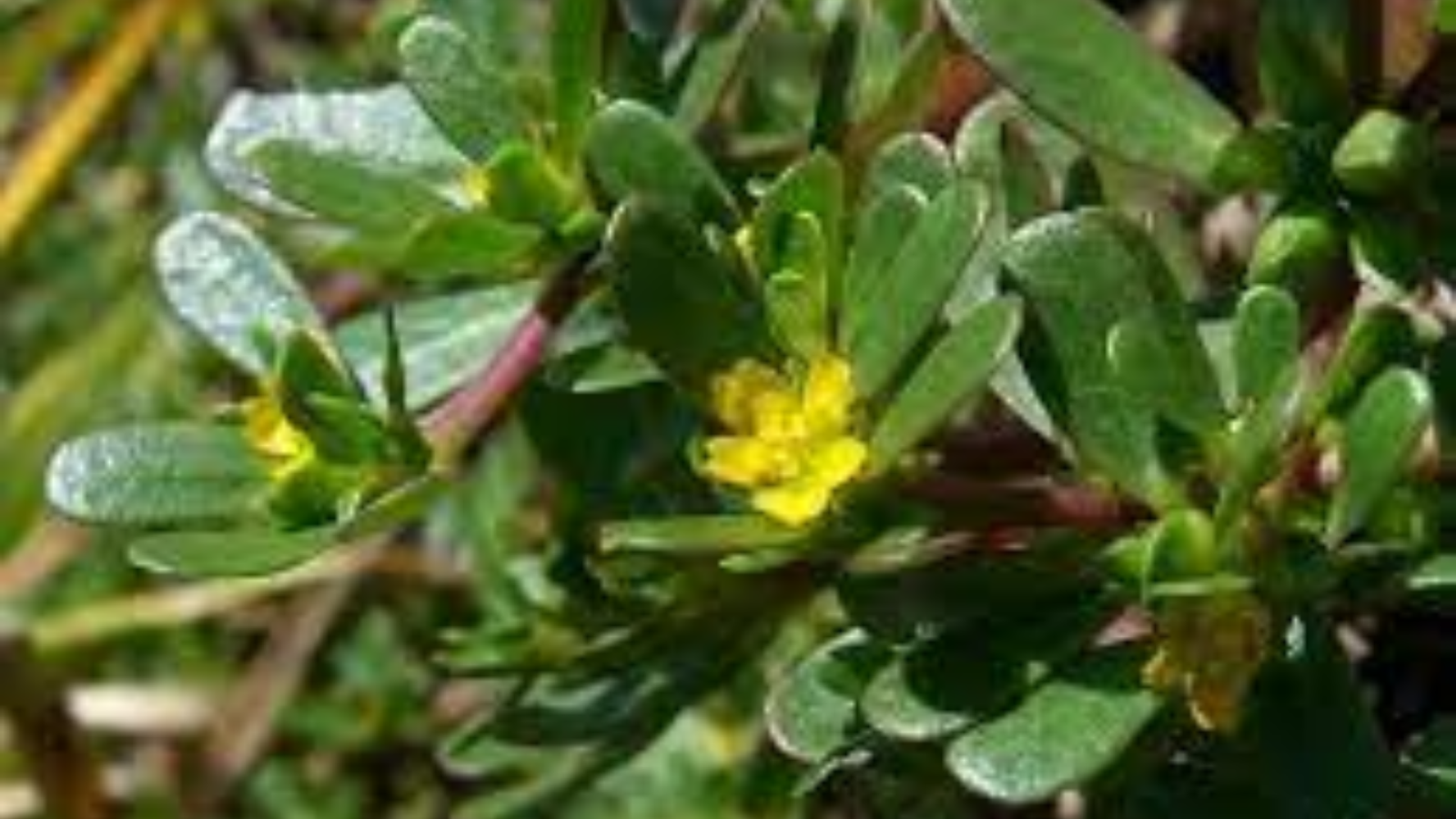 Công dụng của cây rau sam mà không phải ai cũng biết