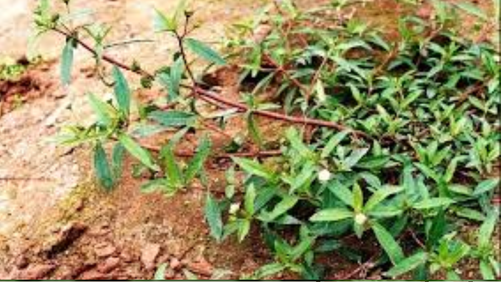 Cây nhọ nồi có công dụng giúp hạ sốt hay không?