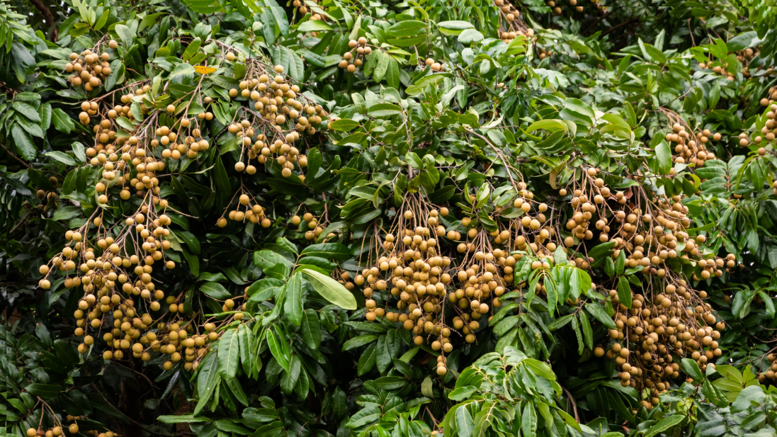 Những loại hoa quả, trái cây càng ăn càng nổi mụn