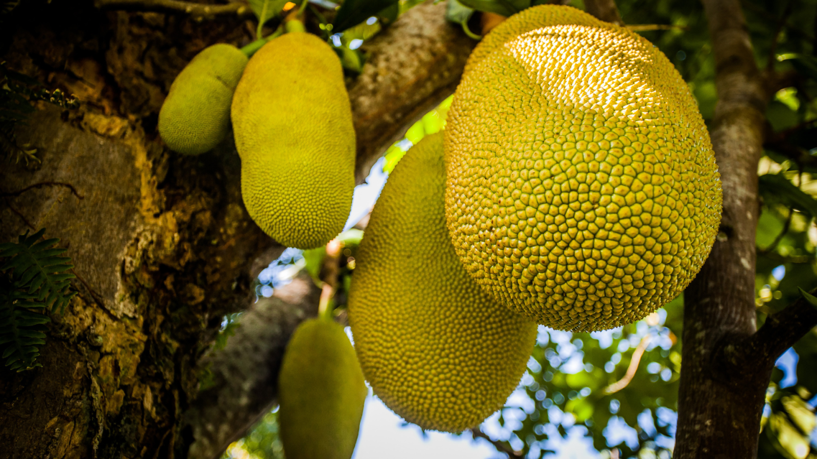 Những loại hoa quả, trái cây càng ăn càng nổi mụn