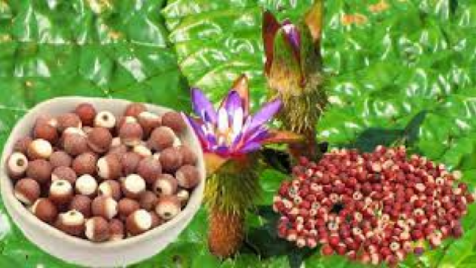 Cây khiếm thực có tác dụng gì theo kinh nghiệm dân gian?