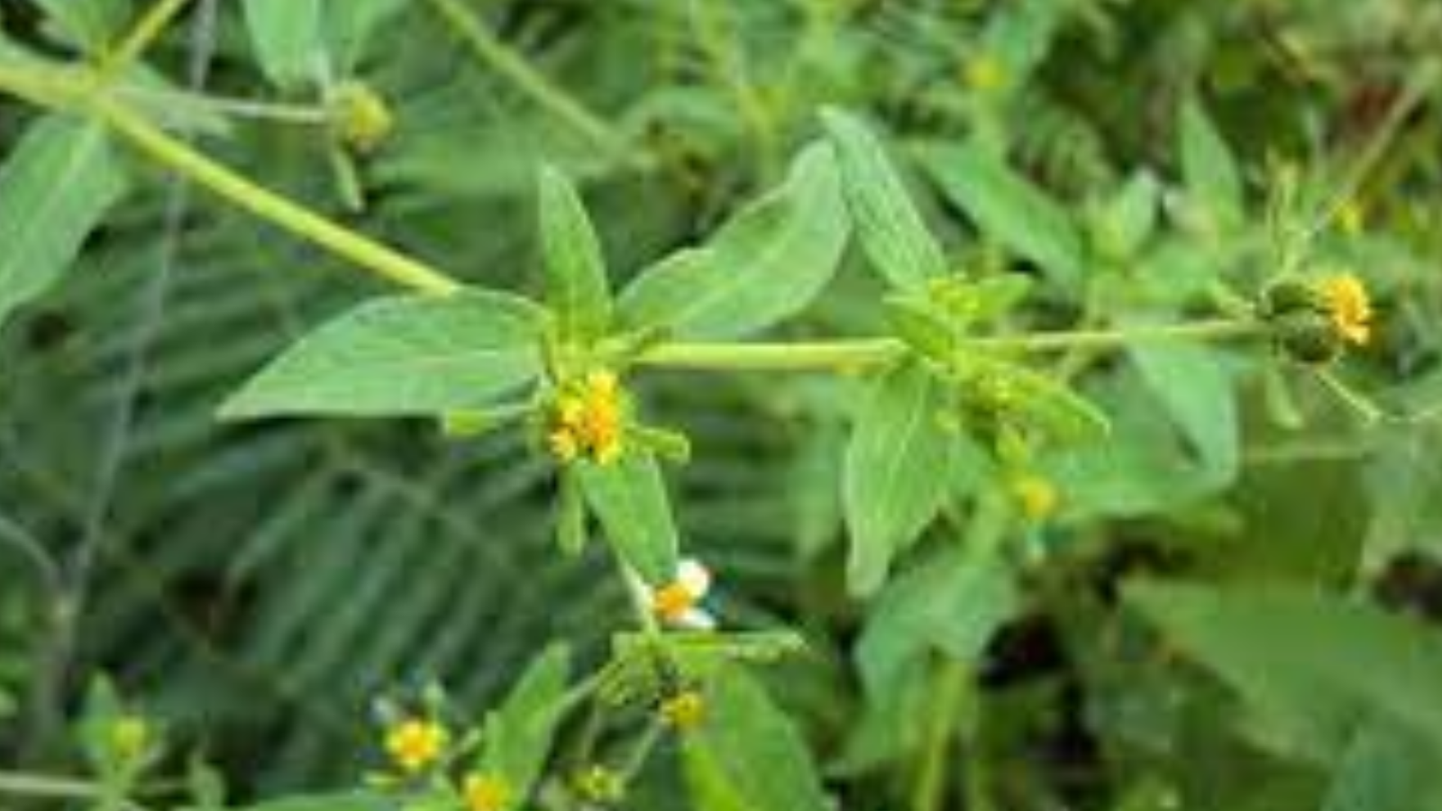 Cây hy thiêm có tác dụng gì theo kinh nghiệm dân gian?