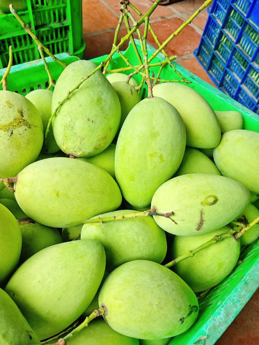 Tổng hợp các thực phẩm phổ biến gây ngộ độc