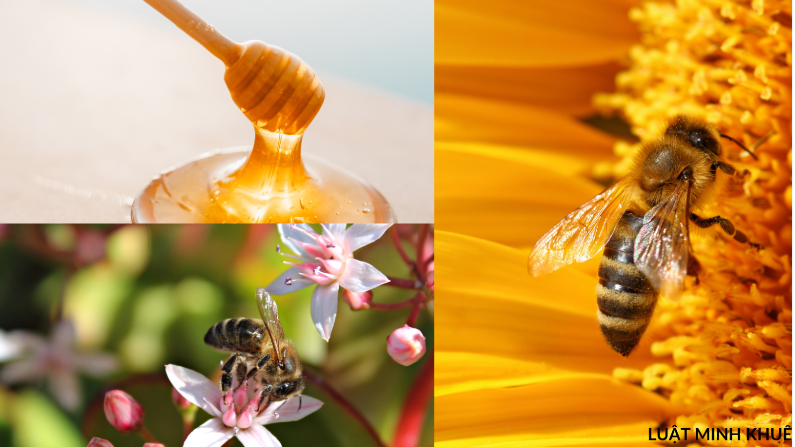 Cách uống mật ong đúng cách để giảm cân, tăng cường sức khoẻ