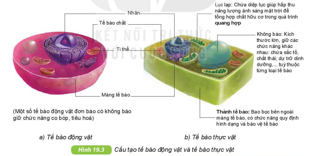 Tế bào là gì? Cấu tạo và chức năng của tế bảo Sinh học lớp 6