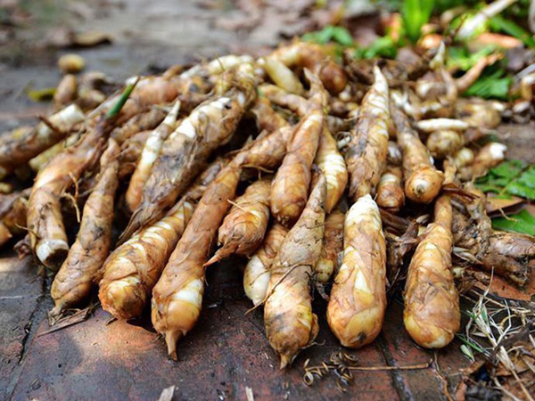 Khoai đao (dong riềng)