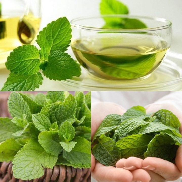 Tác dụng của bạc hà trong chữa bệnh không phải ai cũng biết