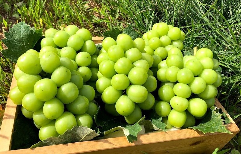 Nho mẫu đơn là gì? Mách bạn cách chọn mua Nho mẫu đơn ngon nhất