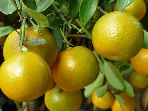 Các loại quả họ cam quýt (citrus fruits) không phải ai cũng biết