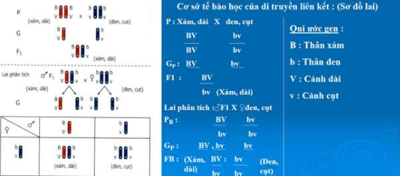 Di truyền liên kết là gì? Di truyền liên kết xảy ra khi? Bài tập về di truyền liên kết