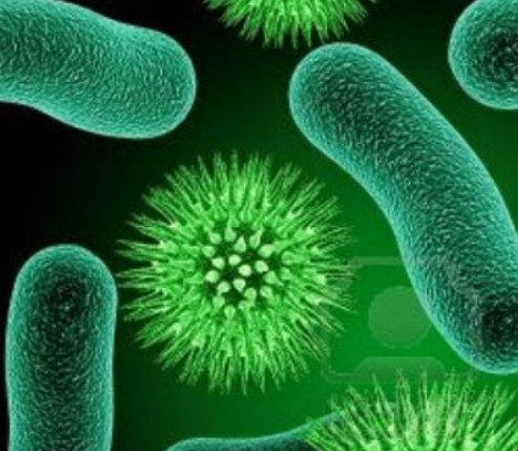 Giới khởi sinh là gì? Đặc điểm của giới khởi sinh là?