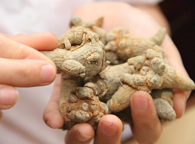 Tác dụng của tam thất