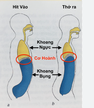 Hướng dẫn để thở tốt hơn và cách thở đúng