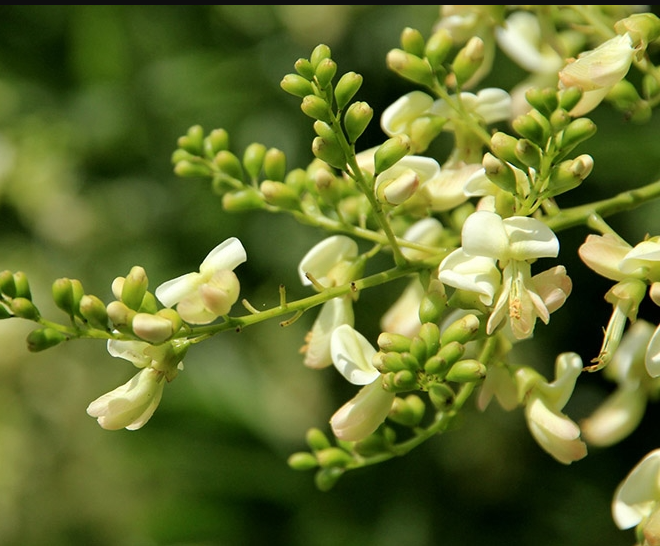 Tác dụng của cây hoa hòe