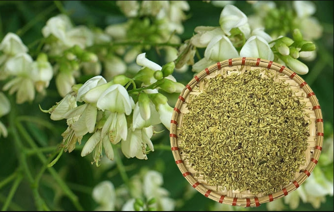 Tác dụng của cây hoa hòe