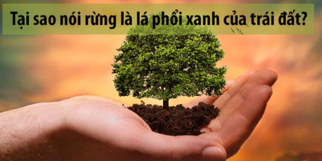 Rừng là lá phổi xanh của Trái Đất