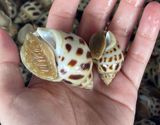 Những món ngon từ ốc hương