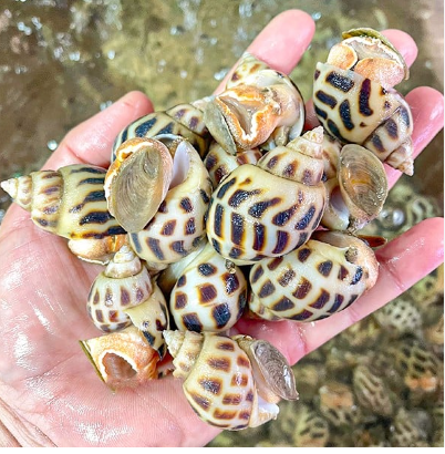 Những món ngon từ ốc hương
