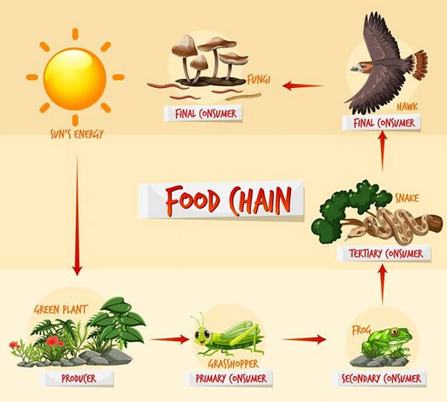 Hiểu thế nào là chuỗi và lưới thức ăn