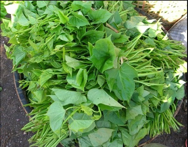 Các lợi ích của việc ăn rau khoai lang
