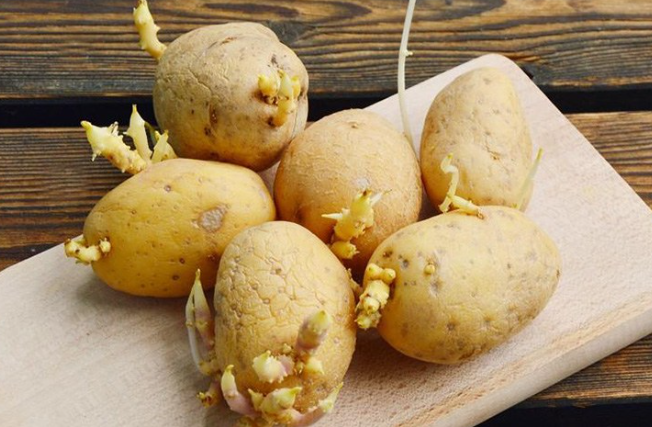 Ăn khoai tây nảy mầm có sao không?