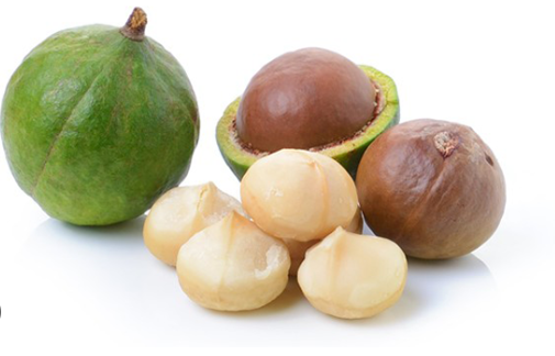 Cây mắc ca có tác dụng gì