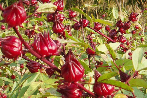 Cách ngâm hoa atiso đỏ với đường lên màu đẹp