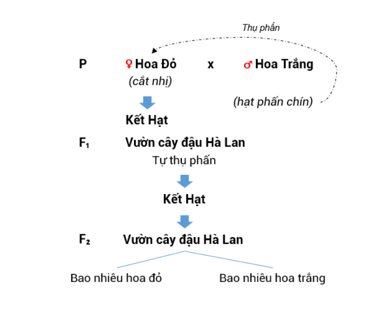 Thế nào là lai một cặp tính trạng? Thế nào là lai hai cặp tính trạng?