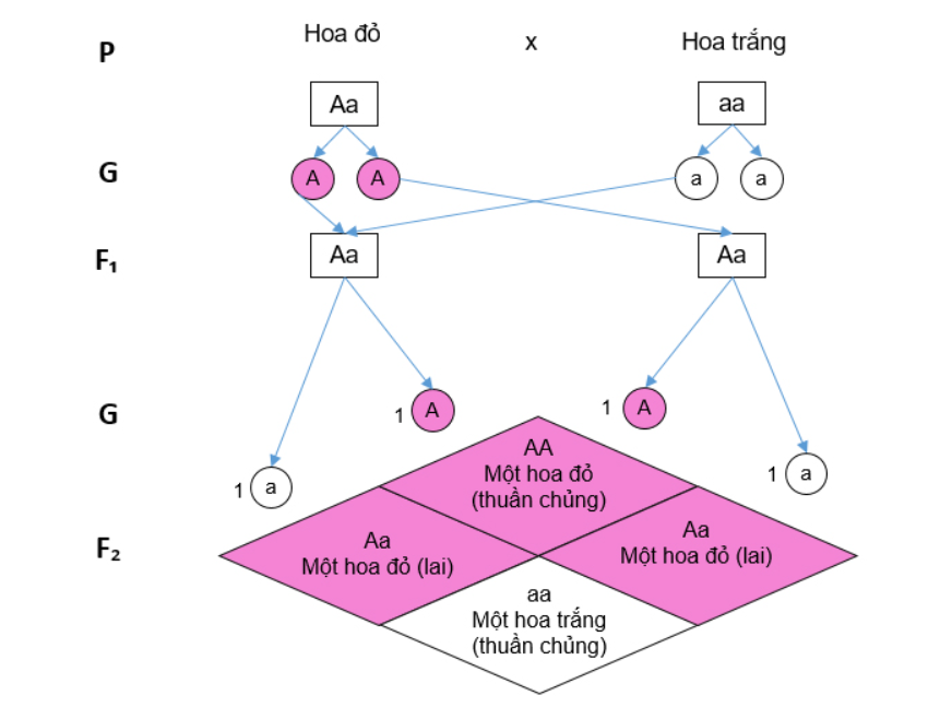 Thế nào là lai một cặp tính trạng? Thế nào là lai hai cặp tính trạng?
