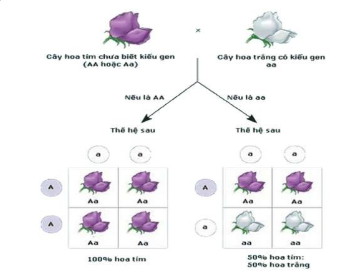 Lai phân tích là gì? Mục đích của phép lai phân tích nhằm xác định?