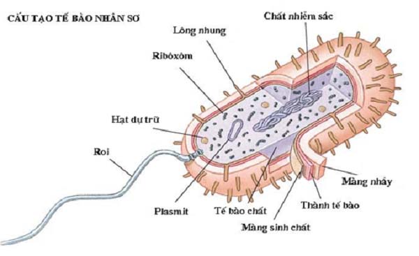 So sánh tế bào nhân sơ và tế bào nhân thực?