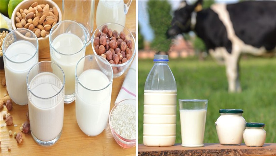 Sữa thực vật và sữa bò thì loại nào tốt cho bạn?