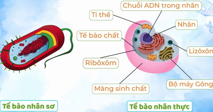 Vùng nhân của tế bào vi khuẩn có đặc điểm gì?