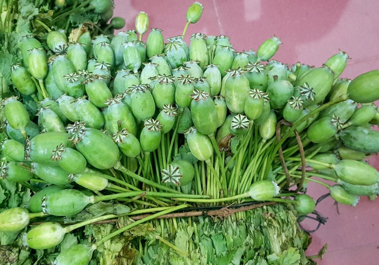 Uống rượu ngâm quả anh túc có vi phạm pháp luật không?