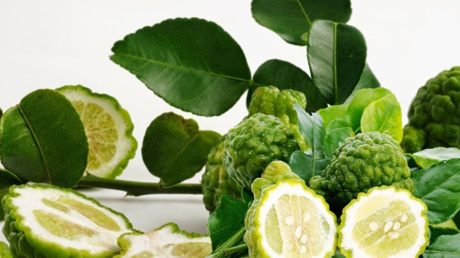Công dụng của trái chúc và nơi mua trái chúc An Giang