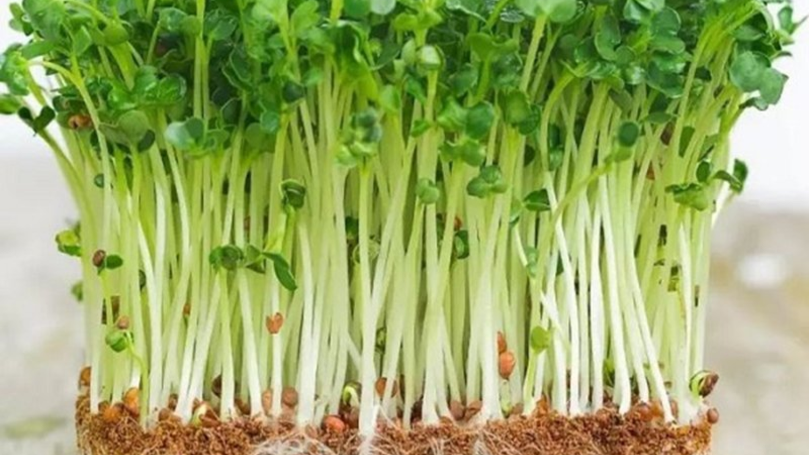 Tổng hợp các loại rau tốt nhất bạn nên ăn