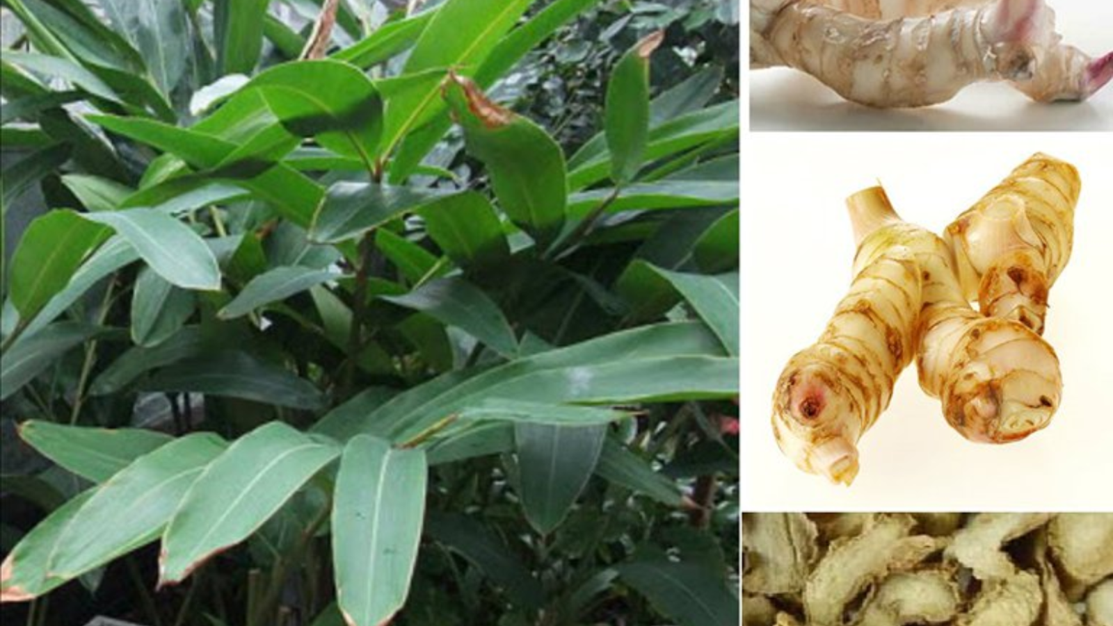 10 mẹo luộc bánh chưng xanh tự nhiên, thơm ngon và đẹp mắt