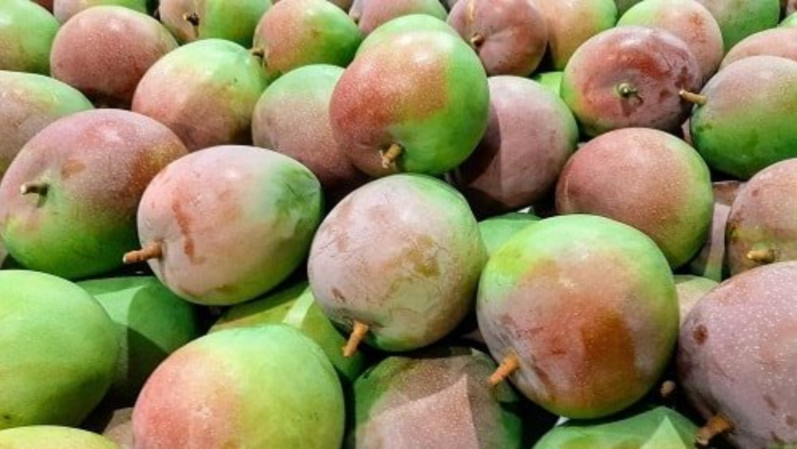 Các loại xoài phổ biến và cách chọn mua xoài giòn ngon chất lượng