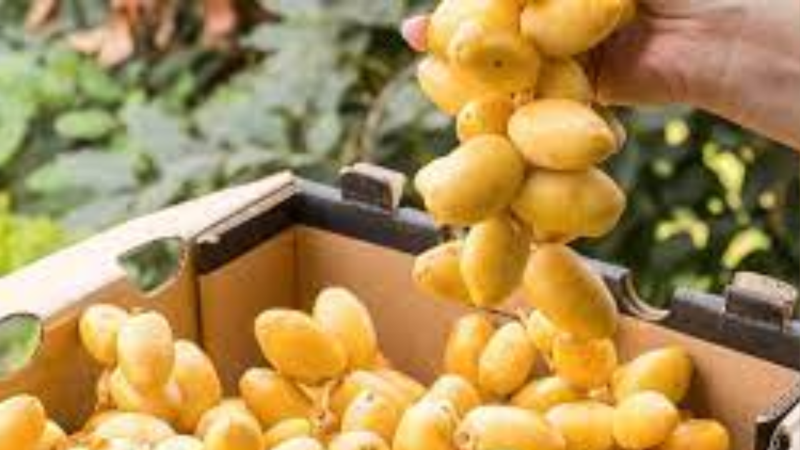 Những lợi ích cho sức khỏe của quả chà là không phải ai cũng biết