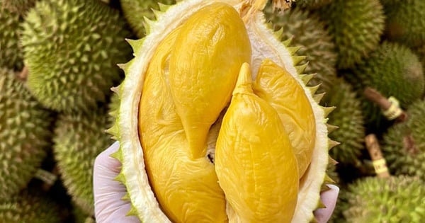Cách chọn sầu riêng ngon không thuốc, nhiều múi, chín già