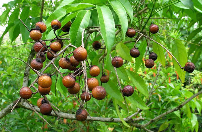 Công dụng của cây bồ hòn mà không phải ai cũng biết
