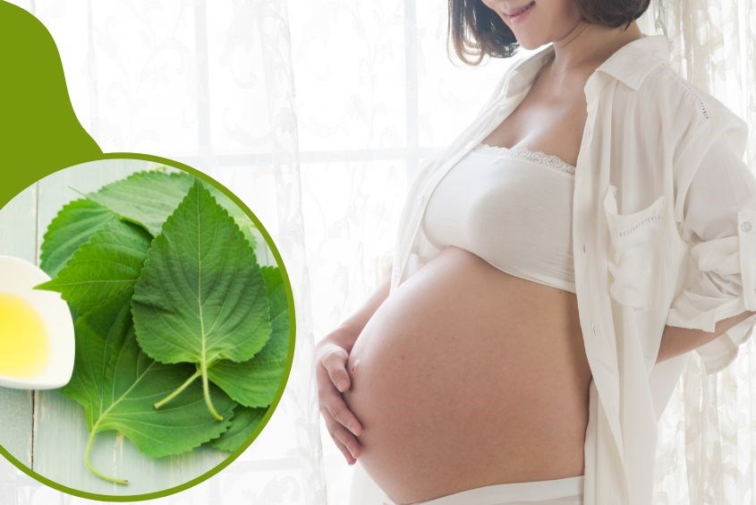 Bà bầu có ăn được lá tía tô không?