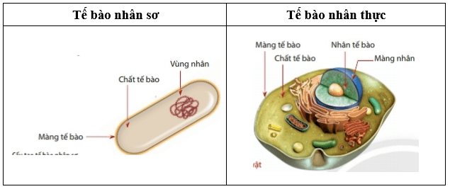So sánh tế bào nhân sơ và tế bào nhân thực?