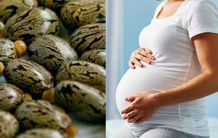 Tác dụng,độc tính của hạt thầu dầu