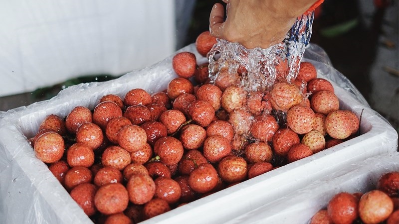 Bảo quản vải trong thùng xốp để vận chuyển đi xa