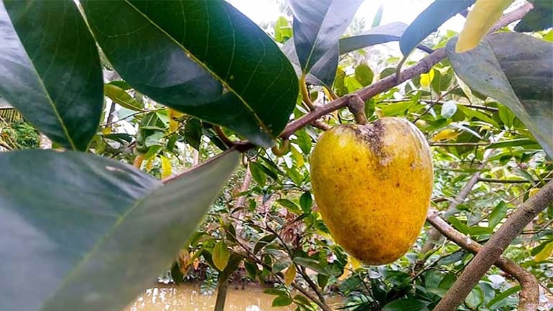 Công dụng của cây bình bát đối với sức khỏe