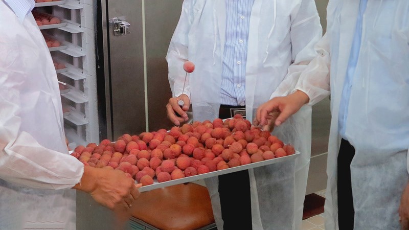 Bảo quản vải bằng hóa chất đúng cách (trường hợp số lượng lớn)
