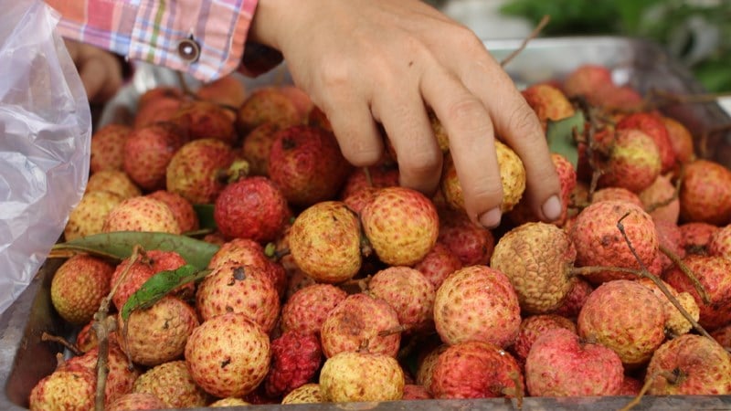 Mẹo bảo quản vải tươi lâu, ngon ngọt và mọng nước như mới thu hoạch