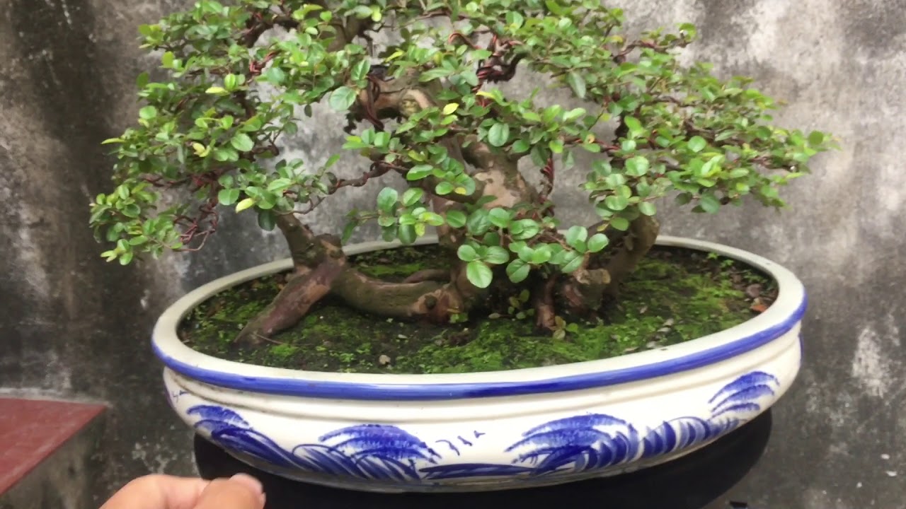 Cây canh châu là cây gì? Cây canh châu có tác dụng gì?